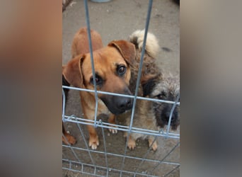 OLLI, lustiges Kerlchen, 1,5 Jahre, 36 cm, Mischling, Pflegestelle Köln, Tierschutz Rumänien