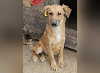 ♥FABIOLA♥ ab 24.Okt auf Pflegestelle bei Köln -bezaubernde, aufgeschlossene Juniorin 40cm (wachsend)