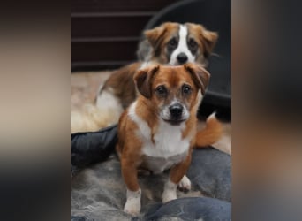 ⭐️TAC⭐️, Zuckerstück, Rüde, 2,5 Jahre, 35 cm, Mischling, Tierschutz Rumänien