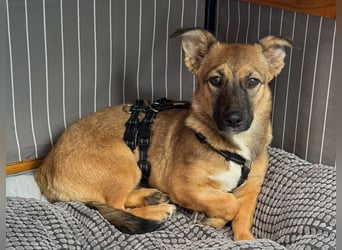 ♥INA♥ auf Pflegestelle bei Köln - süße, ganz liebe, anfangs noch unsichere Junghündin 32cm