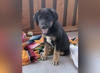 ⭐️ATHOS⭐️, liebenswerter Welpe, 3 Monate, 30 cm, Mischling, Tierschutz Rumänien