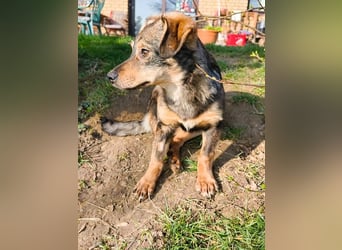 ♥HEIDI♥ neu auf Pflegestelle bei Köln - süße Welpin, die im Moment aufgepäppelt wird 32cm (wachsend)