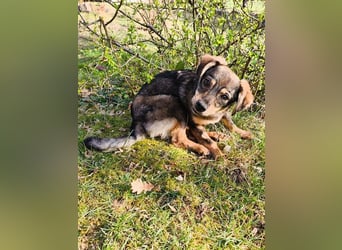 ♥HEIDI♥ neu auf Pflegestelle bei Köln - süße Welpin, die im Moment aufgepäppelt wird 32cm (wachsend)