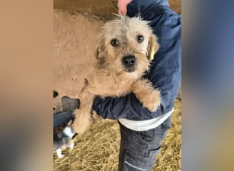 ♥ABBY♥ ab 21. Mär auf Pflegestelle bei Köln - süße, kleine, noch zurückhaltende Junghündin 30-35cm