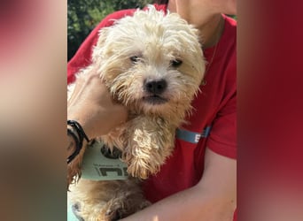 ⭐️BOB⭐️, kleiner Wuschel, Rüde, 1,5 Jahre, 30 cm, Pudel-Mischling, Tierschutz Rumänien
