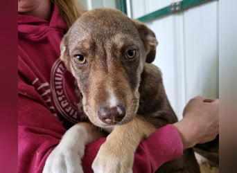 ♥CAPPUCCINO♥ süßer Welpe, der Offenheit, Freundlichkeit und ganz viel Lebensfreude mitbringt 39cm