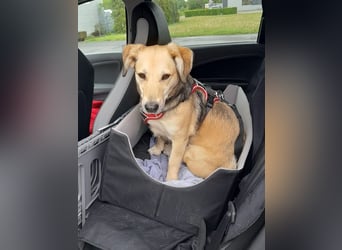 ♥MABLE♥ verliert ihr Zuhause bei Münster - hübsche, ganz liebe, anhängliche Hündin 40 cm