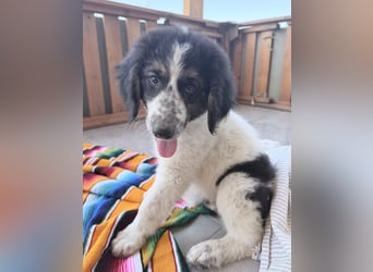⭐️ZEUS⭐️, sanfter Welpe, 3 Monate, 30 cm, Mischling, Tierschutz Rumänien