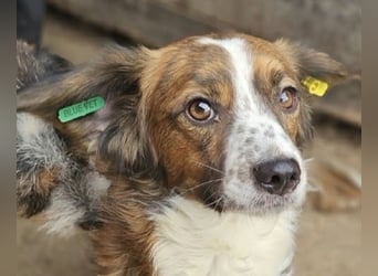 ♥TODDY♥ ab 24.Okt auf Pflegestelle bei Köln- verschmustes, ganz zutrauliches, goldiges Kerlchen 35cm