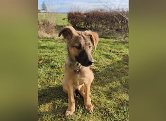 ♥TERESA♥ neu auf Pflegestelle bei Köln - zuckersüße, verspielte Welpin 38cm (wachsend)