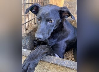 ♥SHADOW♥ ab 15. Aug auf Pflegest bei Duisburg - süßer, menschenbezogener und verspielter Junior 40cm