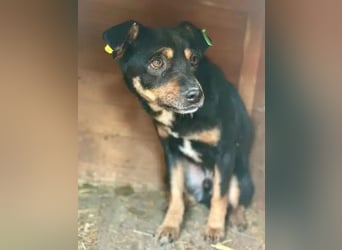 ♥OLIVER♥ süßer, zarter, lieber kleiner Rüde, der mit seinem kurzen Fell im Tierheim friert 40 cm