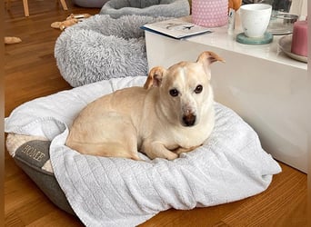 ♥MAMBO♥ auf Pflegestelle in Köln - verschmuster, anhänglicher kleiner Rüde 33 cm