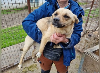 ♥KILA♥ süße, kleine, verspielte, anfangs noch zurückhaltende Junghündin 40 cm