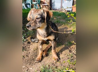 ♥HEIDI♥ neu auf Pflegestelle bei Köln - süße Welpin, die im Moment aufgepäppelt wird 32cm (wachsend)