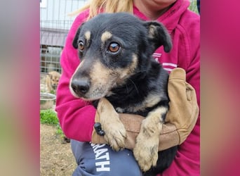 ♥LAURIN♥ süßer, noch zurückhaltender kleiner Rüde, der im Tierheim völlig überfordert ist 35 cm