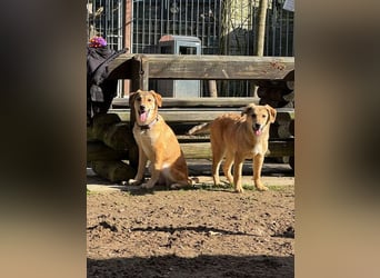 ♥DENNIS♥ auf Pflegestelle bei Köln -süßer, zutraulicher, verspielter kleiner Welpenjunge 39cm