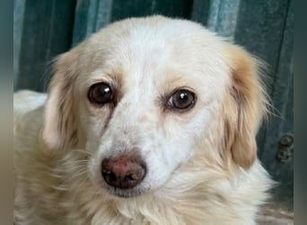♥MILLY♥ ab 4. Sep auf Pflegestelle bei Köln-wunderschöne, verschmuste,etwas unterwürfige Hündin 29cm