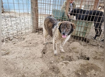 ♥DREAMIE♥ hübsche, sanftmütige, bescheidene Seele von einem Hund 40 cm