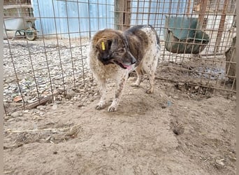 ♥DREAMIE♥ hübsche, sanftmütige, bescheidene Seele von einem Hund 40 cm