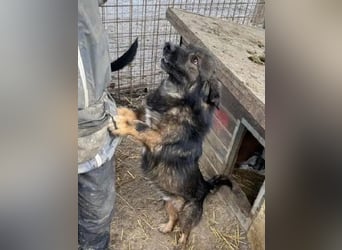 ♥ELIO♥ zauberhafter, anhänglicher, verzweifelter kleiner Rüde, die im Kennel weint 35 cm