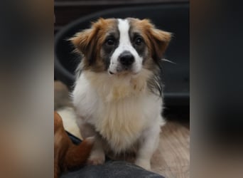 ⭐TOC⭐, süßer Kerl, Rüde, 2 Jahre, 35 cm, Mischling, Tierschutz Rumänien