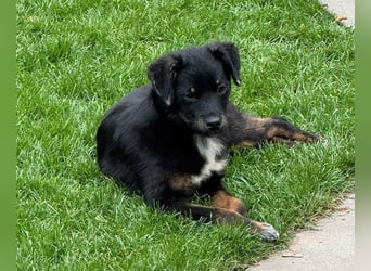 ♥BAMBU♥ auf Pflegestelle bei Köln - entzückendes, aufgewecktes Hundemädchen 37cm (wird mittelgroß)