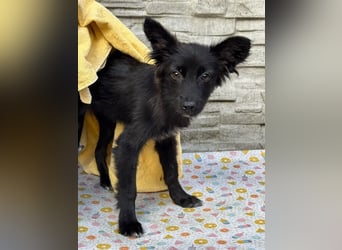 ♥TRACY♥ neu auf Pflegestelle bei Köln - zuckersüßes, verspieltes Welpenmädchen 33 cm (wachsend)