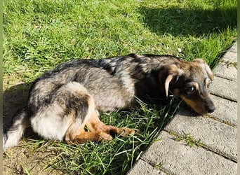 ♥HEIDI♥ neu auf Pflegestelle bei Köln - süße Welpin, die im Moment aufgepäppelt wird 32cm (wachsend)