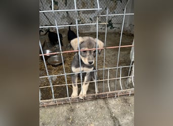 ⭐️Loop⭐️ Herzensbrecher, Welpe, 3 Monate, 18cm, Tierschutz Rumänien
