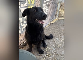 ⭐️MARIUCA⭐️, witzige, kleine Hündin, 3,5 Jahre, 37 cm, Mischling, Tierschutz Rumänien