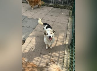 ♥TARA♥ neu auf Pflegest bei Köln-zarte,anfangs noch vorsichtige Hündin, die immer mehr aufblüht 30cm