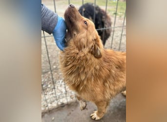 ♥MANOLO♥ ab 15. Aug auf Pflegestelle bei Köln - süßer, knuffiger, ganz lieber kleiner Kerl 40cm