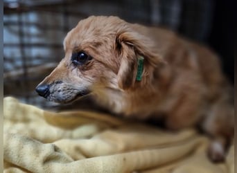 ♥LILO♥ niedliche, zarte kleine Junghündin, die in einer Quarantänebox untergebracht ist 28 cm