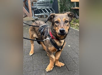 ♥MAYA♥ neu auf Pflegestelle bei Köln - süße, ganz liebe, noch unsichere kleine Junghündin 35 cm