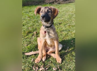 ♥TERESA♥ neu auf Pflegestelle bei Köln - zuckersüße, verspielte Welpin 38cm (wachsend)