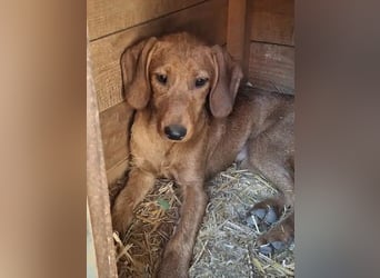 ♥COSMO♥ neu auf Pflegestelle bei Köln - süßer, verspielter kleiner Welpenbub 33 cm (wachsend)
