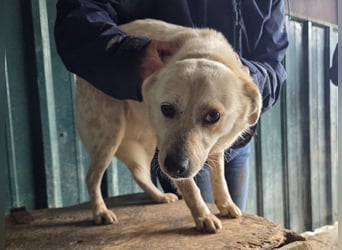♥PALOMA♥ neu auf Pflegestelle bei Duisburg - sanfte, ganz liebe, sensible, wunderschöne Hündin 40cm
