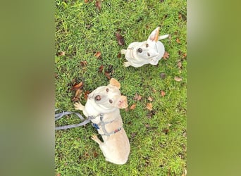 ♥MAMBO♥ auf Pflegestelle in Köln - verschmuster, anhänglicher kleiner Rüde 33 cm