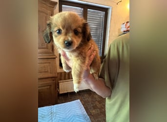 ⭐️Doll⭐️,  tolles Welpenmädchen, Mischling, 3 Monate, 20 cm, Tierschutz Rumänien