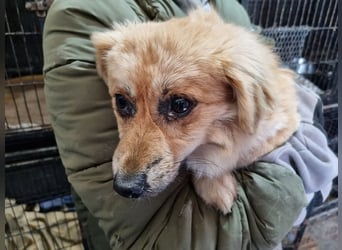 ♥LILO♥ niedliche, zarte kleine Junghündin, die in einer Quarantänebox untergebracht ist 28 cm