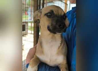 ♥KILA♥ süße, kleine, verspielte, anfangs noch zurückhaltende Junghündin 40 cm