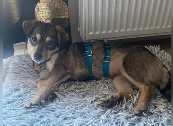 ♥COCONUT♥ neu auf Pflegestelle bei Duisburg - süße, noch etwas schüchterne kleine süße Maus 36 cm