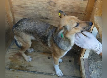 ♥DUMBO♥ neu auf Pflegestelle bei Köln - süßer, lieber, anfangs noch vorsichtiger Rüde 35cm