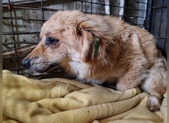 ♥LILO♥ niedliche, zarte kleine Junghündin, die in einer Quarantänebox untergebracht ist 28 cm