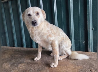 ♥PALOMA♥ neu auf Pflegestelle bei Duisburg - sanfte, ganz liebe, sensible, wunderschöne Hündin 40cm