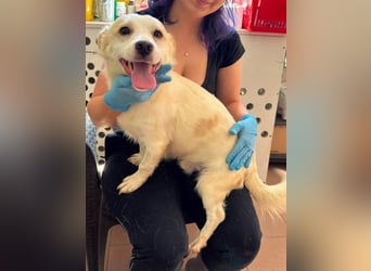 ♥BILLY♥ ab 15. Aug auf Pflegestelle bei Köln-verspielter, menschenbezogener echter Sonnenschein 35cm