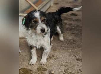 ♥BALU♥ ab Anfang Nov auf Pflegestelle bei Köln - zuckersüßer, verschmuster kleiner Rüde 30 cm
