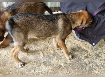 ♥CAPPUCCINO♥ süßer Welpe, der Offenheit, Freundlichkeit und ganz viel Lebensfreude mitbringt 39cm