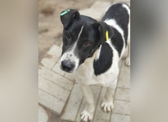 ♥RINGO♥ zuckersüßer, ruhiger kleiner sanfter Schatz 38 cm